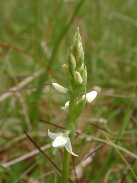 White Bog-Orchid --(Platanthera dilatata) (29617 bytes)