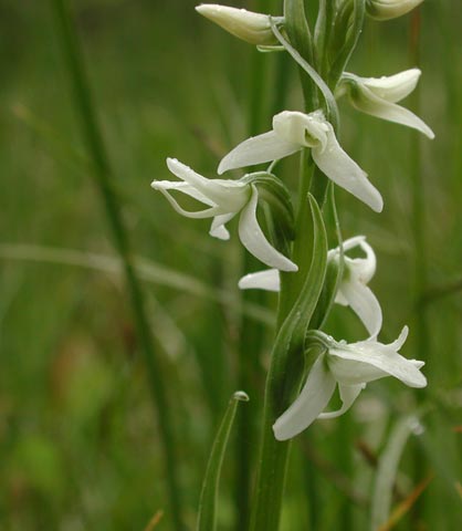 White Bog-Orchid --(Platanthera dilatata) (22211 bytes)