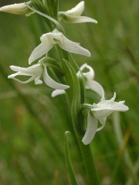 White Bog-Orchid --(Platanthera dilatata) (27402 bytes)