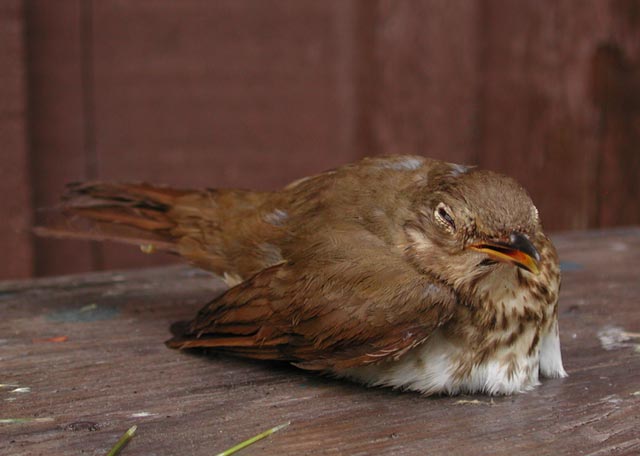 Stunned Bird (34226 bytes)