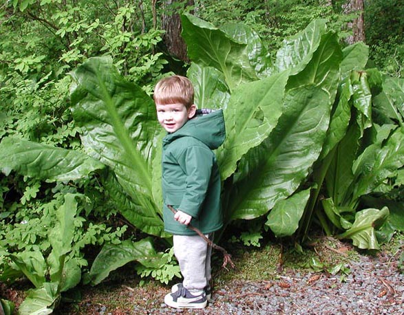 Connor and Skunk Cabbage (91512 bytes)