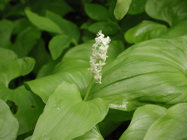 Deerheart Flowers --(Maianthemum dilatatum) (34240 bytes)