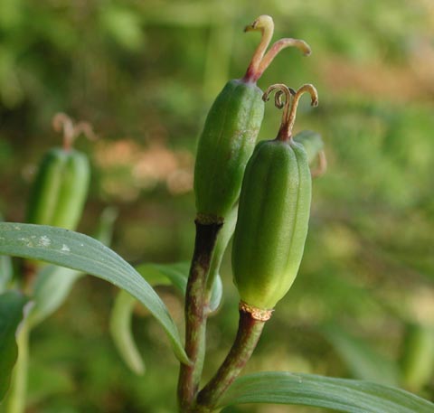 Black Lily Seedpods --(Fritillaria camschatcensis) (23876 bytes)