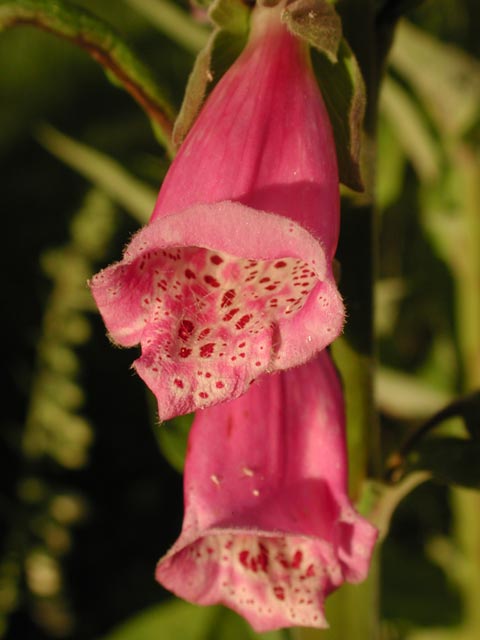Foxglove Flowers --(Digitalis purpurea) (34895 bytes)