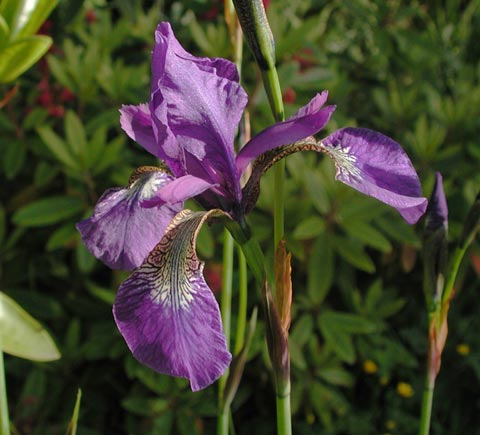 Iris --(Iris sp.) (36809 bytes)