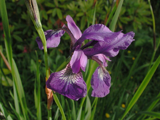 Iris --(Iris sp.) (50297 bytes)