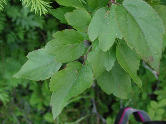Unidtentified Leaves (36500 bytes)