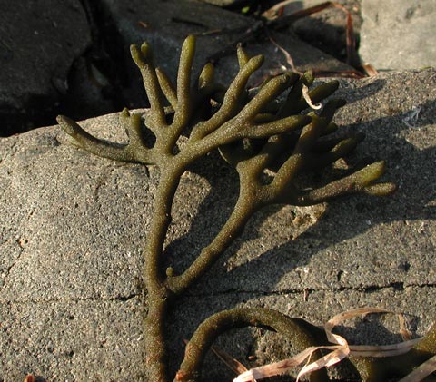 Unidentified Seaweed  (60887 bytes)