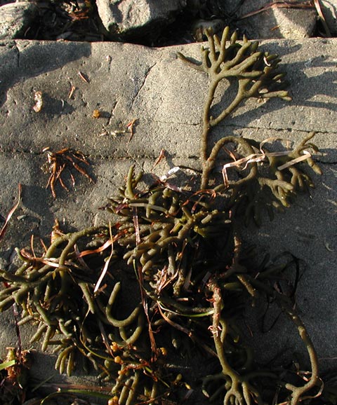 Unidentified Seaweed (86077 bytes)