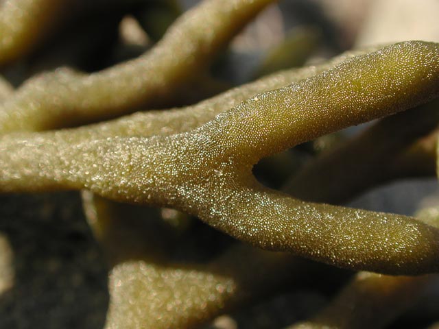 Unidentfied Seaweed Closeup (48048 bytes)