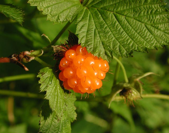 Yellow Salmonberry --(Rubus spectabilis) (52928 bytes)