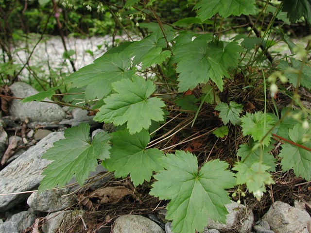 Smooth Alumroot Leaves --(Heuchera glabra) (77777 bytes)