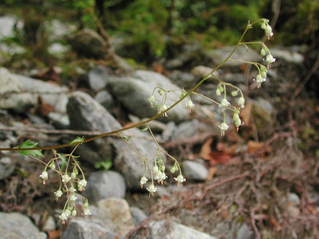 Smooth Alumroot Flowers --(Heuchera glabra) (48683 bytes)