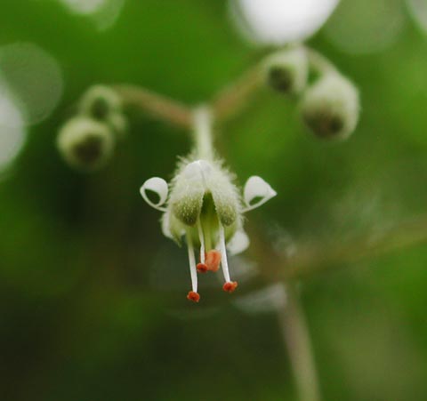 Smooth Alumroot Flower Close Up --(Heuchera glabra) (14395 bytes)