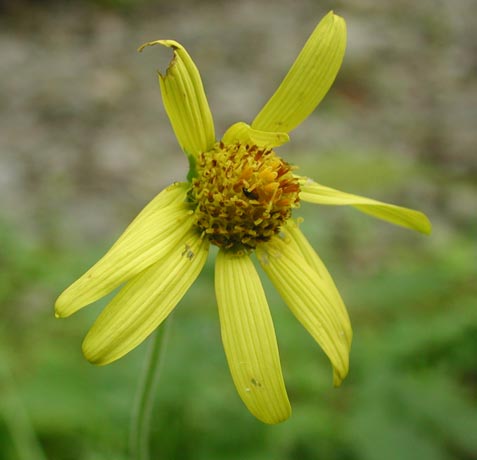 Mountain Arnica Flower --(Arnica latifolia) (23493 bytes)
