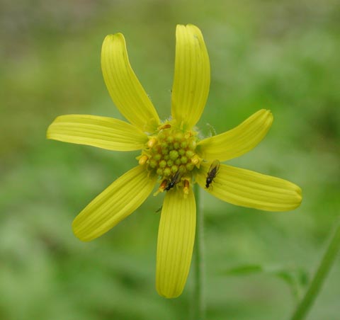 Young Mountain Arnica Flower --(Arnica latifolia) (18753 bytes)