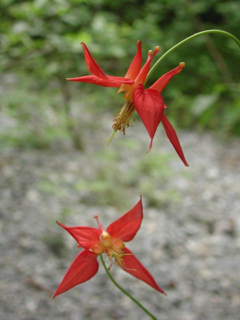 Red Columbine Flowers --(Aquilegia formosa) (31869 bytes)