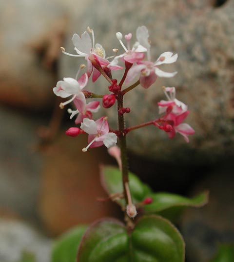 Enchanter's Nightshade Flowers --(Circaea alpina) (24276 bytes)