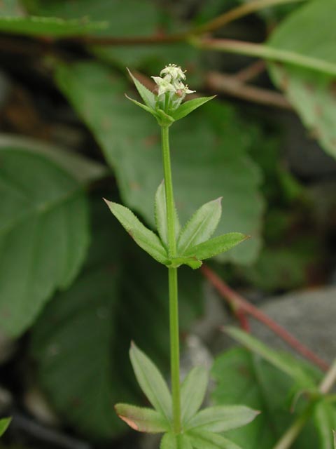 Sweet-Scented Bedstraw --(Gallium triflorm) (25132 bytes)