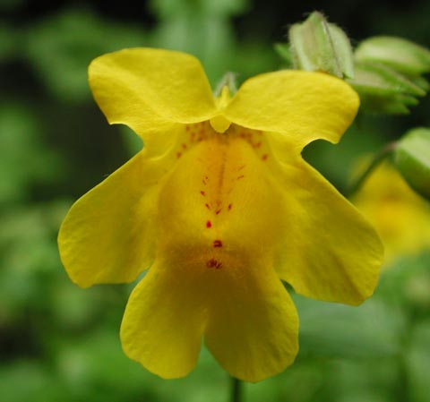 Yellow Monkey Flower --(Mimulus guttatus) (21088 bytes)