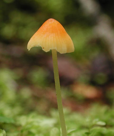 Orange Mushroom (20190 bytes)