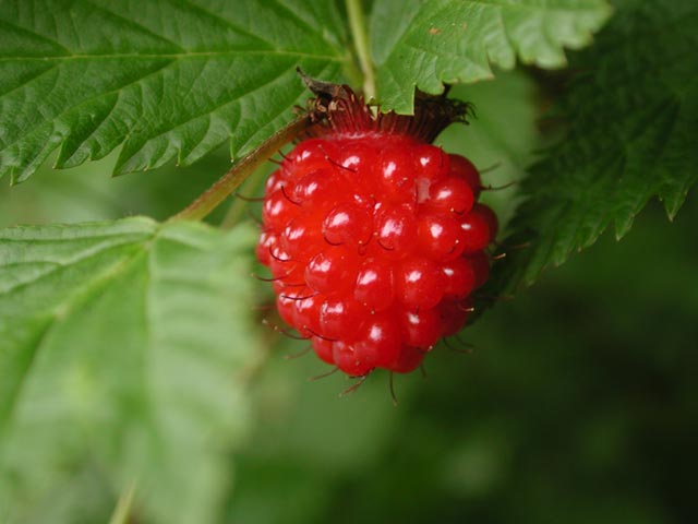 Red Salmonberry --(Rubus spectabilis) (31605 bytes)