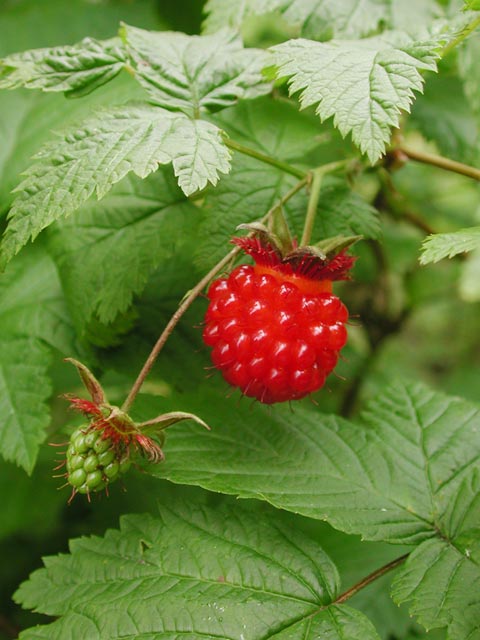Red Salmonberry --(Rubus spectabilis) (52578 bytes)