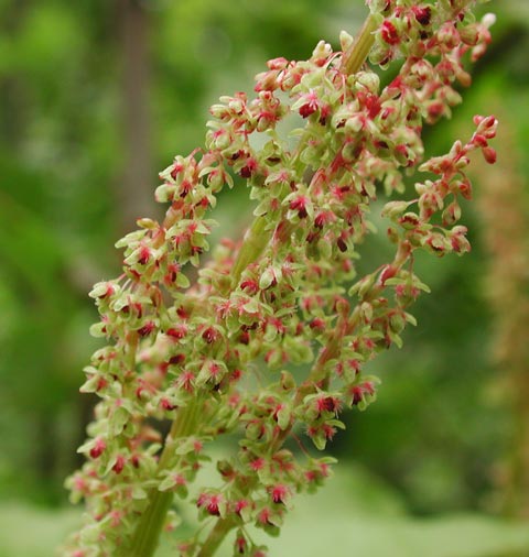 Mountain Sorrel Flowers --(Oxyria digynia) (43374 bytes)