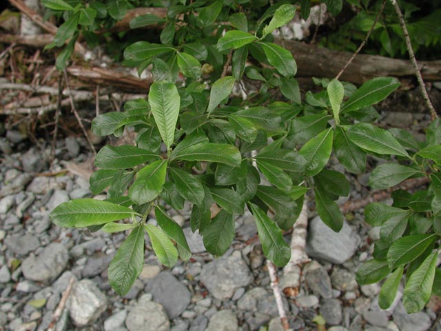 Sitka Willow --(Salix sitchensis) (63209 bytes)