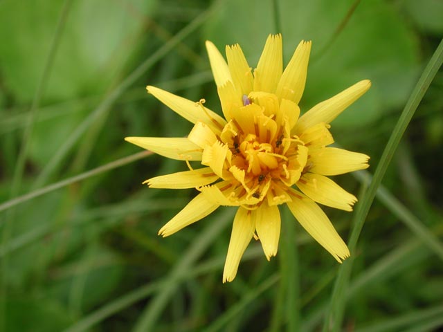Apargidium Flower --(Microseris borealis) (34661 bytes)
