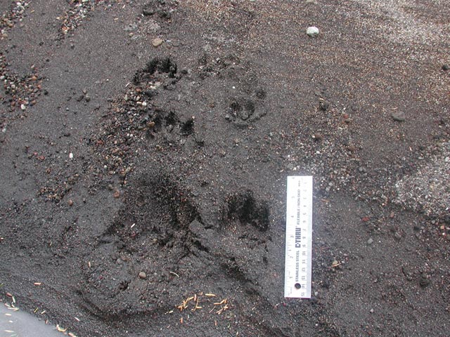 River Otter Tracks --(Lontra canadensis) (104763 bytes)