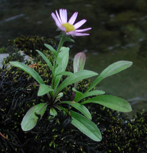 Leafy Aster or Subalpine Daisy? (41916 bytes)
