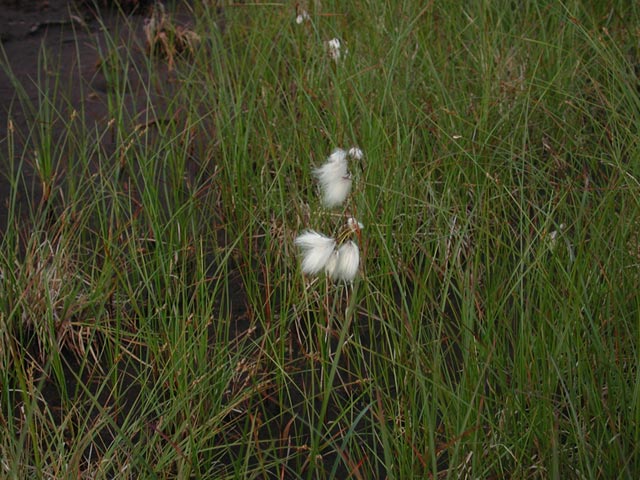 Cotton Grass --(Eriophorum sp.) (82556 bytes)