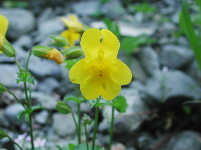 Yellow Monkey Flower --(Mimulus guttatus) (35178 bytes)