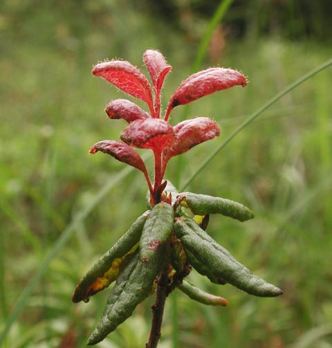 Red Leaves on Labrador Tea --(Ledum groenlandicum) (33556 bytes)