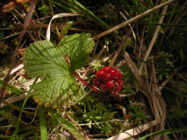 Nagoon Berry --(Rubus arcticus) (61673 bytes)