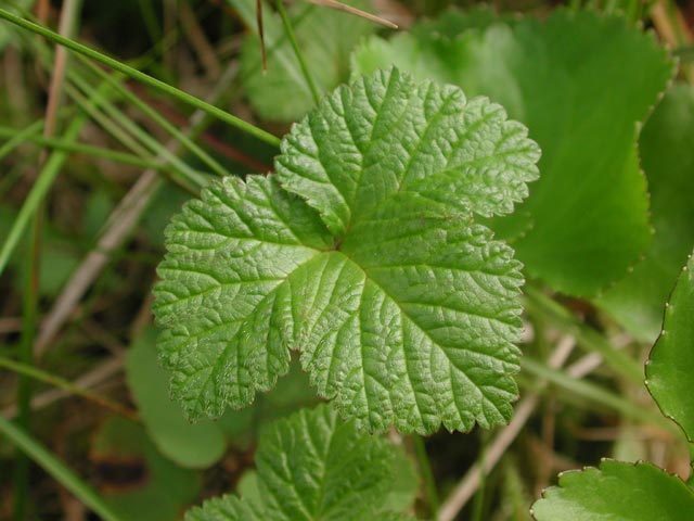Nagoonberry Leaf --(Rubus arcticus) (47629 bytes)