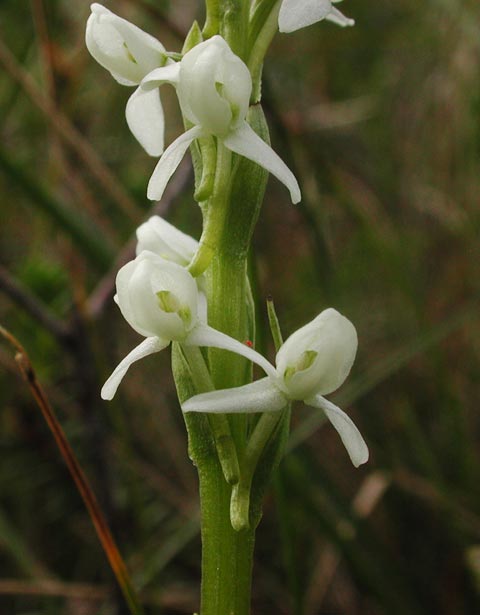 White Bog-Orchid --(Plantanthera dilatata) (31428 bytes)
