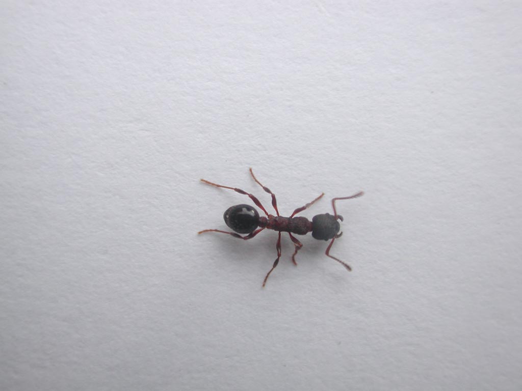 Another Ant Picture (46213 bytes)