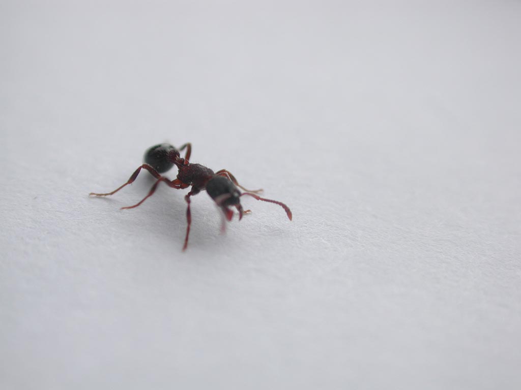 Yet Another Ant Picture (22666 bytes)