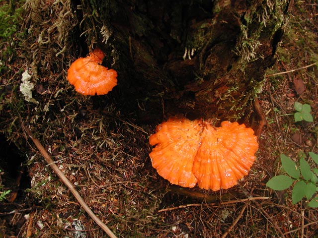 Chicken of the Woods (90250 bytes)