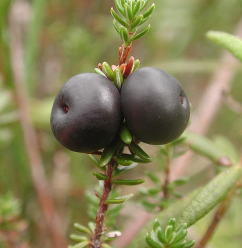Crowberries --(Empetrum nigrum) (25325 bytes)
