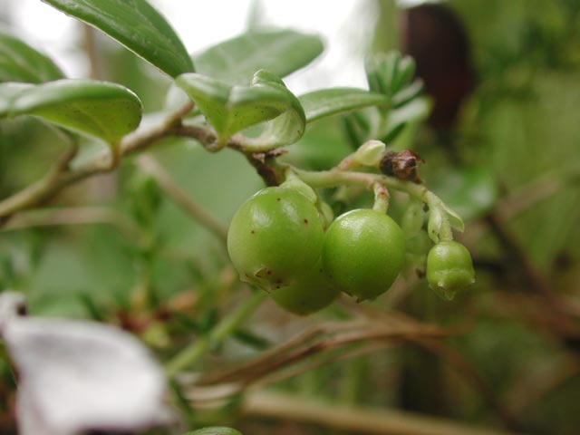 Green Lingonberries --(Vaccinium vitis-idaea) (29397 bytes)