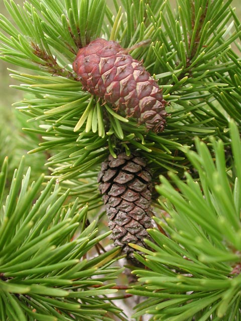 Shore Pine Cones --(Pinus contorta) (78777 bytes)