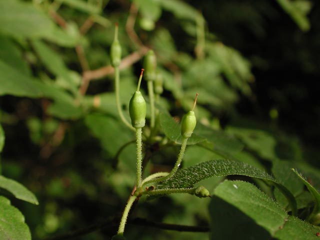 False Azalea --(Menziesia ferruginea) (32173 bytes)