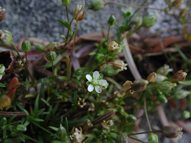 Pearlwort Flower --(Sagina sp.) (45424 bytes)