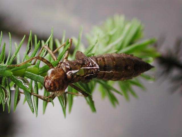 Dragonfly Larva Husk (36257 bytes)