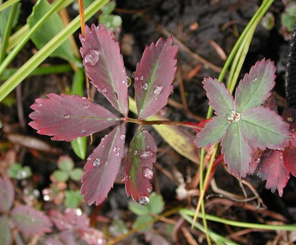 Marsh Cinquefoil Leaves --(Potentilla palustris) (54610 bytes)