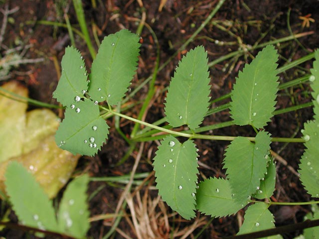 Sitka Burnet Leaves --(Sanguisorba canadensis) (54752 bytes)