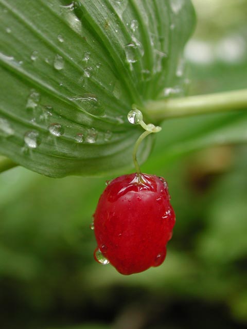 Clasping Twistedstalk Berry --(Streptopus amplexifolius) (29877 bytes)